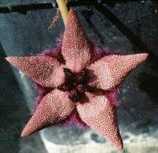 Image result for Tridentea