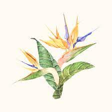 Hand Drawn Bird Of Paradise Flower Isolated Free Image By Rawpixel Com Birds Of Paradise Flower How To Draw Hands Flower Art