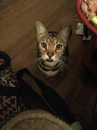Simple rules, tips and tricks to stop kitten biting from expert cat behaviorist, clare hemington. Bengal With An Underbite Teefies