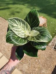 Pin By Zwitchz Knitwear On Green Things In 2020 Houseplants Plants Philodendron