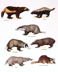 Badger Chart Wolverine Animal Animal Drawings Animals Drawing Images