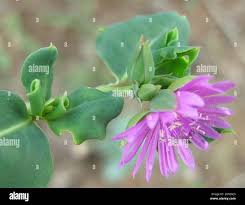 Image result for Corbichonia