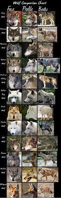 Wolf Comparison Chart Huge By Hdevers On Deviantart Wolf Dog Animals Wild Dogs