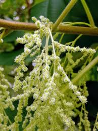 Image result for Boehmeria macrophylla
