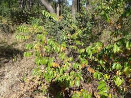 Image result for Grewia falcistipula