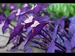 I think i definitely got a purple heart plant this time. A Beautiful Plant Which You Can Easily Grow In Your Garden Purple Heart Hindi Urdu Youtube