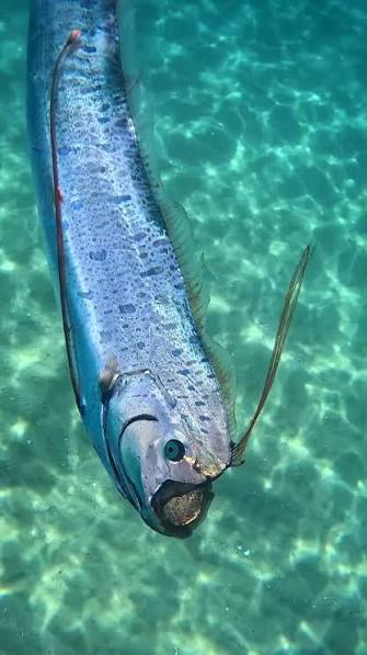 The Oar Fish