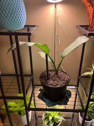 What is this plant and how do I get it growing again?