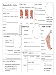 Control of body openings and passages. Muscular System Tour Fill Out And Sign Printable Pdf Template Signnow