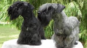 Image result for ČESKÝ TERIÉR