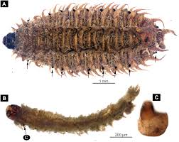 Dominican bbw head doctor p1. Fly Palaeo Evo Devo Immature Stages Of Bibionomorphan Dipterans In Baltic And Bitterfeld Amber Peerj