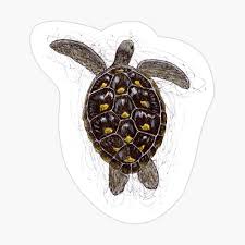 Meeresschildkrote Von Oben Gekritzel Tuch Von Artyorca Redbubble