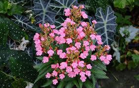 Image result for Habenaria pubipetala