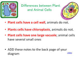 The similarities include common organelles like cell membrane, cell nucleus, mitochondria, endoplasmic reticulum, ribosomes and golgi apparatus. Directions 1 Use This Ppt To Label The Parts Of A Plant And An Animal Cell On The Provided Note Page 2 Color Each Part As It Is Ppt Download