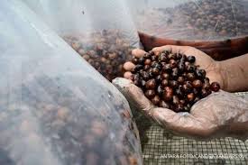 Beberapa ibu hamil memilih milih makanan yang dimakan. Makanan Yang Dilarang Untuk Ibu Hamil Ibu Hamil Jangan Makan 5 Makanan Ini Ya