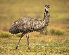 Where do you get emus? Emu Wikipedia