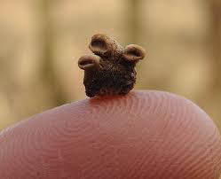 Image result for Porodisculus pendulus