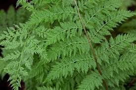 Image result for Athyrium