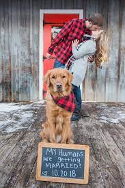 7 Pet Photography Tips For Better Photos Of Four Legged Family Pet Photography Tips Animal Photography Cool Photos