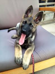 German shepherds puppies are born with floppy ears. German Shepherd Puppy Ears Up Then Down