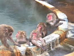函館市熱帯植物園の”猿の温泉”がかわいい！函館旅行は冬もおすすめ♪｜北海道の魅力発信ブログ！