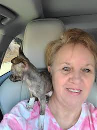 Introduction of new Siamese cat named Lychee