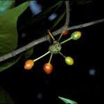 Image result for Huberantha