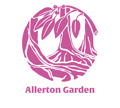 Image result for Psydrax martinii