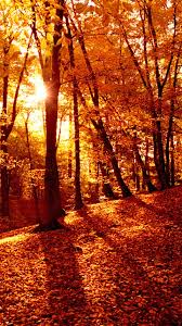 Maybe you would like to learn more about one of these? Autumn Wallpapers Android Pretty Fall Forest 576x1024 Download Hd Wallpaper Wallpapertip