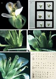 There's a tulip for every setting, from small species tulips in naturalized woodland areas to larger tulips that fit formal garden plantings from beds to borders. A Compendium Of Methods Useful For Characterizing Arabidopsis Pollen Mutants And Gametophytically Expressed Genes Johnson Brousseau 2004 The Plant Journal Wiley Online Library