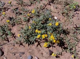 Image result for Stathmostelma pauciflorum