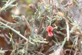 Image result for Indigofera mendonçae