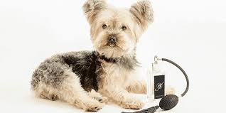 It is the best thing i've ever used on a big dog, and i've had big dogs all my life & i grew up on a farm. The Best Dog Colognes And Deodorants In 2021 Pets Guided