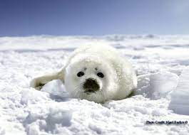 Wfl Endangered Stream Live Save The Baby Seals