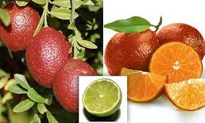 The key lime tree has fragrant white flowers and bears small, juicy limes that are perfect for making a delectable pie. Red Red Lime Exotic Fruit Which Combines Orange And Sour Flavours Is Grown In Uk For The First Time Daily Mail Online