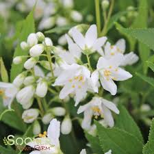 Image result for Deutzia