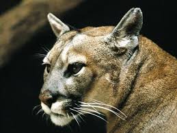 Puma Profile Animals Animal Tracks Wild Cats