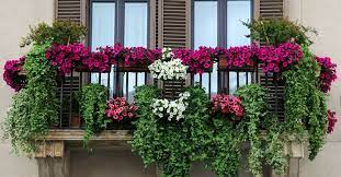 Comment s'assurer des fleurs tout au long de l'année sur le balcon ? Plantas Colgantes Perfectas Para Balcones O Terrazas