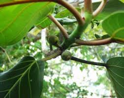 Image result for Ficus trichopoda