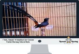 Kunto rocker desain logo burung murai batu untuk 703 tdsf. Yuk Simak 8 Manfaat Air Garam Untuk Burung Murai Batu