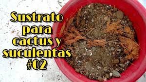 Tierra para cactus y suculentas. Sustrato Casero Para Cactus Y Suculentas 02 Jardines By Angie Youtube