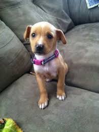 Black And Tan Dachshund Beagle Mix Beagle Chihuahua Mix Beagle Mix Beagle Puppy Beagle Dog