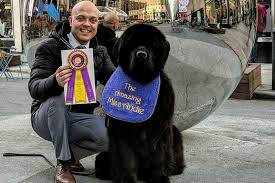 Maybe you would like to learn more about one of these? B C Newfie Wins Best In Breed At Westminster Dog Show 2018 Quesnel Cariboo Observer