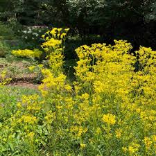 Image result for Schoenefeldia transiens