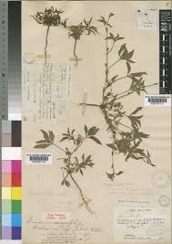 Image result for Ipomoea hochstetteri