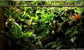 Vivaria Ch Dendrobaten Meine Dendro Terrarien Moss Garden Vivarium Terrarium