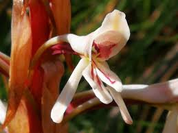 Image result for Satyrium coriophoroides