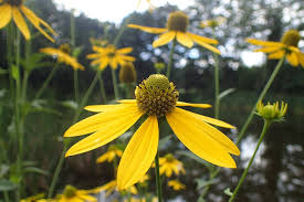 Image result for Launaea rogersii