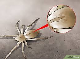 Image result for yellow sac spider bite skin