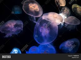 Moon Jellyfish Aurelia Image Photo Free Trial Bigstock Use these free full moon transparent background #42302 for your personal projects or designs. bigstock